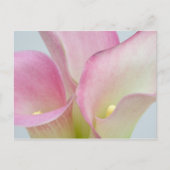 Pink Calla Lilies Postkarte (Vorderseite)