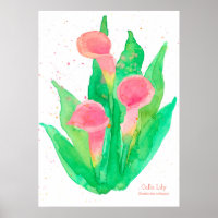 Pink Calla Lily Blume Botanisch