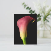 Pink Calla Lily Postkarte (Stehend Vorderseite)