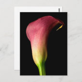 Pink Calla Lily Postkarte (Vorne/Hinten)