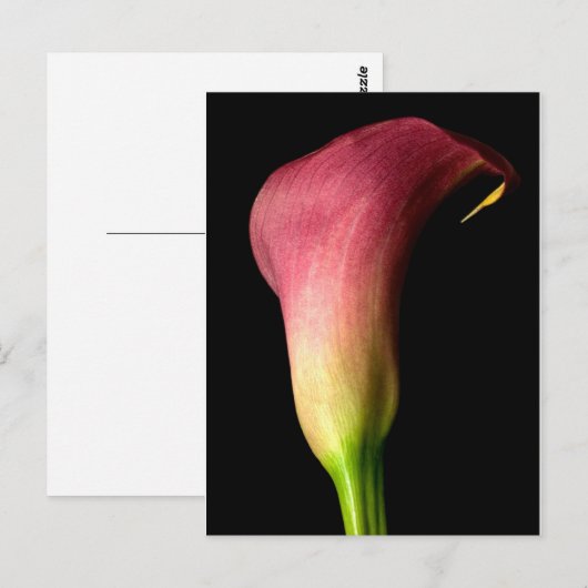 Pink Calla Lily Postkarte (Vorne/Hinten)