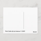 Pink Calla Lily Postkarte (Rückseite)