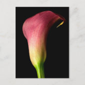 Pink Calla Lily Postkarte (Vorderseite)