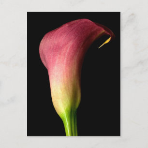 Pink Calla Lily Postkarte