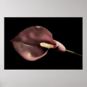 Pink Calla Poster (Vorne)