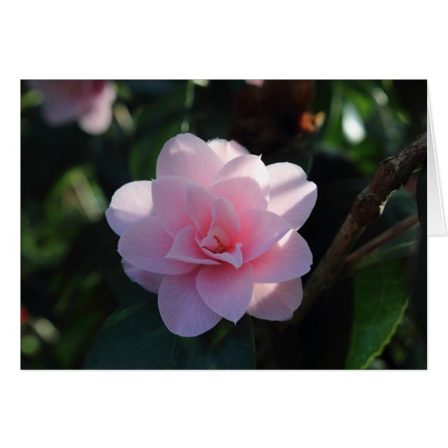 Pink Camellia (Vorderseite (Horizontal))