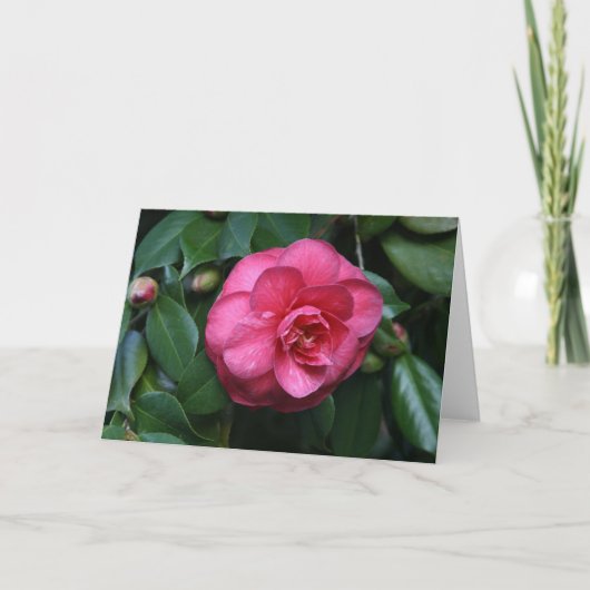"Pink Camellia # 1" Karte (Vorderseite)