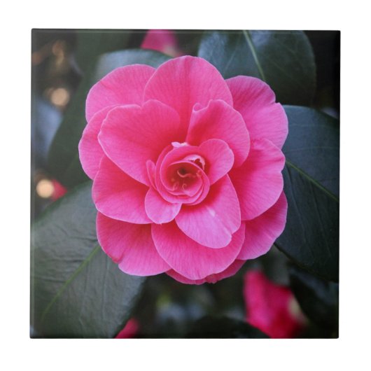 Pink Camellia Fliese (Vorderseite)