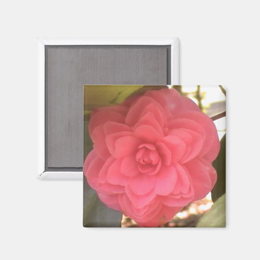 Pink Camellia Magnet (Vorderseite/Rückseite)