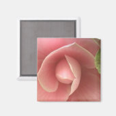 Pink Camellia Magnet (Vorderseite/Rückseite)