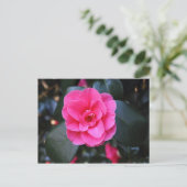 Pink Camellia Postkarte (Stehend Vorderseite)