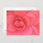 Pink Camellia Postkarte (Vorne/Hinten)