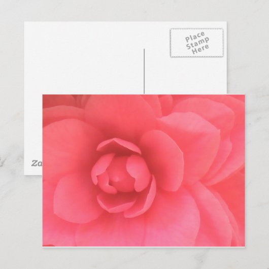 Pink Camellia Postkarte (Vorne/Hinten)