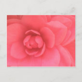 Pink Camellia Postkarte (Vorderseite)