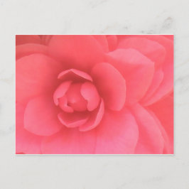 Pink Camellia Postkarte