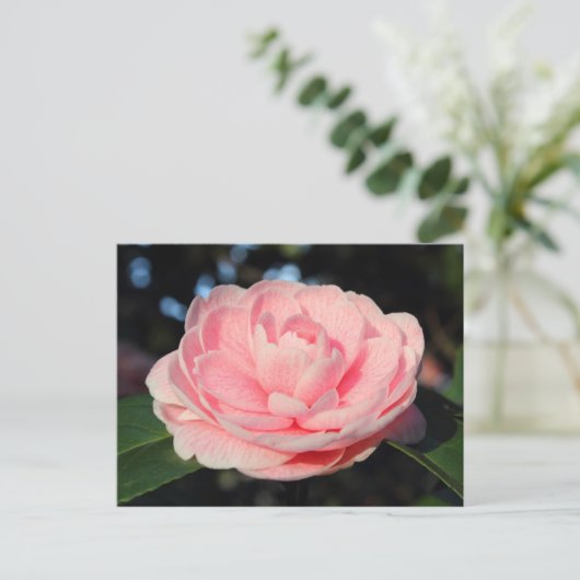 Pink Camellia Postkarte (Stehend Vorderseite)