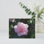 Pink Camellia Postkarte (Stehend Vorderseite)