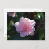 Pink Camellia Postkarte (Vorne/Hinten)