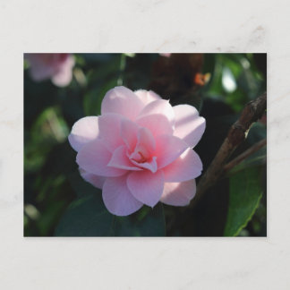 Pink Camellia Postkarte