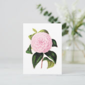 Pink Camellia Postkarte (Stehend Vorderseite)