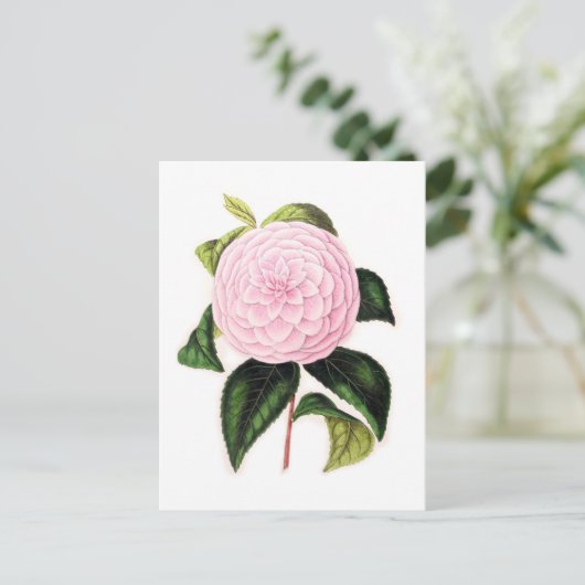 Pink Camellia Postkarte (Stehend Vorderseite)