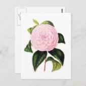 Pink Camellia Postkarte (Vorne/Hinten)