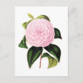 Pink Camellia Postkarte (Vorderseite)