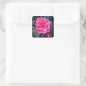 Pink Camellia Quadratischer Aufkleber (Tasche)