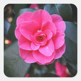 Pink Camellia Quadratischer Aufkleber