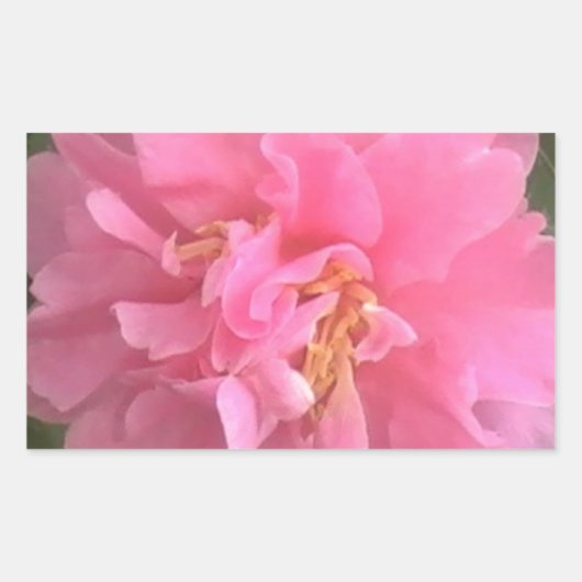 Pink Camellia Rechteckiger Aufkleber (Vorderseite)