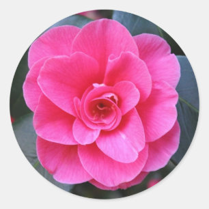 Pink Camellia Runder Aufkleber