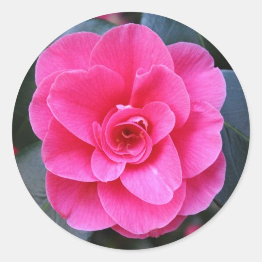 Pink Camellia Runder Aufkleber (Vorderseite)