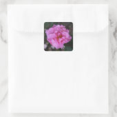 Pink Camellia Stickers (Tasche)