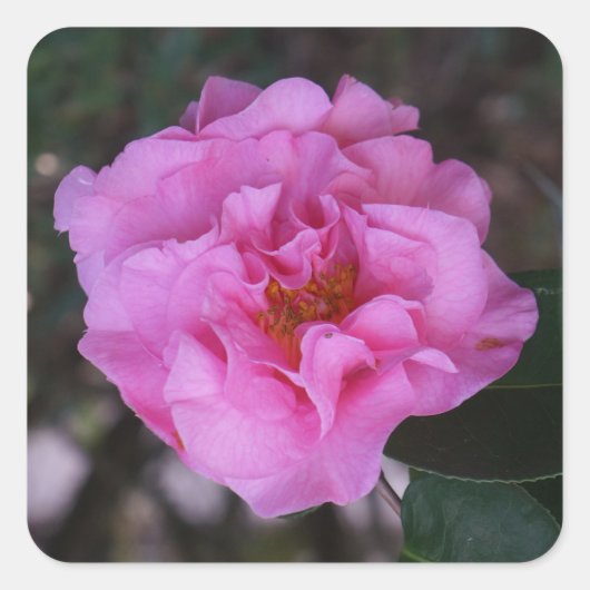 Pink Camellia Stickers (Vorderseite)