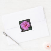 Pink Camellia Stickers (Umschlag)