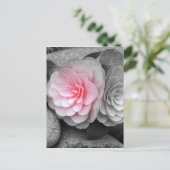 Pink Camellias Fotografie Postkarte (Stehend Vorderseite)
