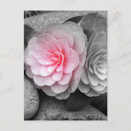 Pink Camellias Fotografie Postkarte (Vorderseite)
