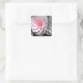 Pink Camellias Fotografie Quadratischer Aufkleber (Tasche)