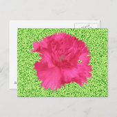 Pink Carnation Postcard Postkarte (Vorne/Hinten)