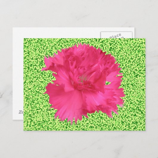 Pink Carnation Postcard Postkarte (Vorne/Hinten)