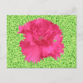 Pink Carnation Postcard Postkarte (Vorderseite)