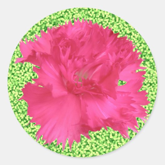 Pink Carnation Sticker (Vorderseite)