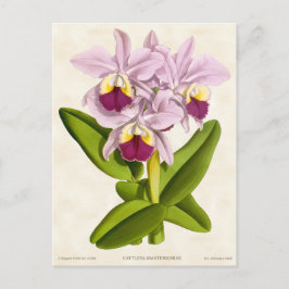Pink Cattleya Orchid Vintag Botanisch Postkarte