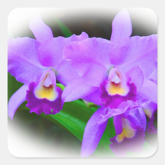 Pink Cattleya Orchids Quadratischer Aufkleber (Vorderseite)