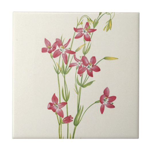 Pink Centaurium von Mary Vaux Walcott Fliese (Vorderseite)