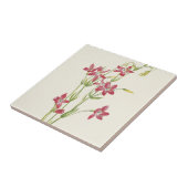 Pink Centaurium von Mary Vaux Walcott Fliese (Seite)