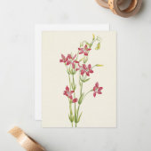 Pink Centaurium von Mary Vaux Walcott Mitteilungskarte (Vorderseite/Rückseite Beispiel)