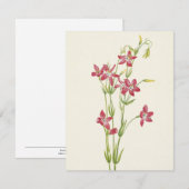 Pink Centaurium von Mary Vaux Walcott Mitteilungskarte (Vorne/Hinten)