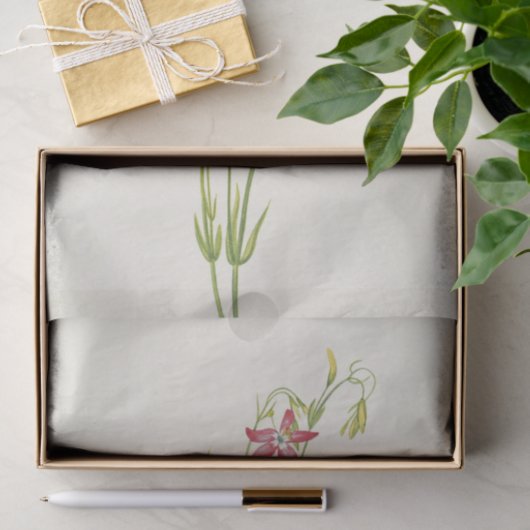 Pink Centaurium von Mary Vaux Walcott Seidenpapier (Geschenk)