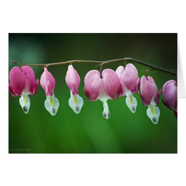 Pink Charme Card (Vorderseite (Horizontal))